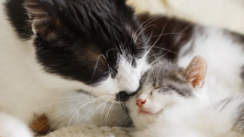 Kittens Learning to Groom