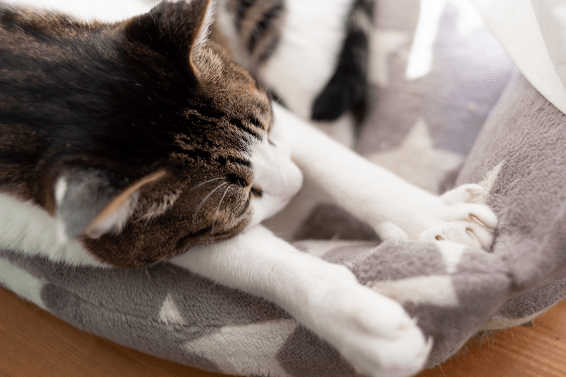 Surprising Fact: Kneading for Medical Benefits