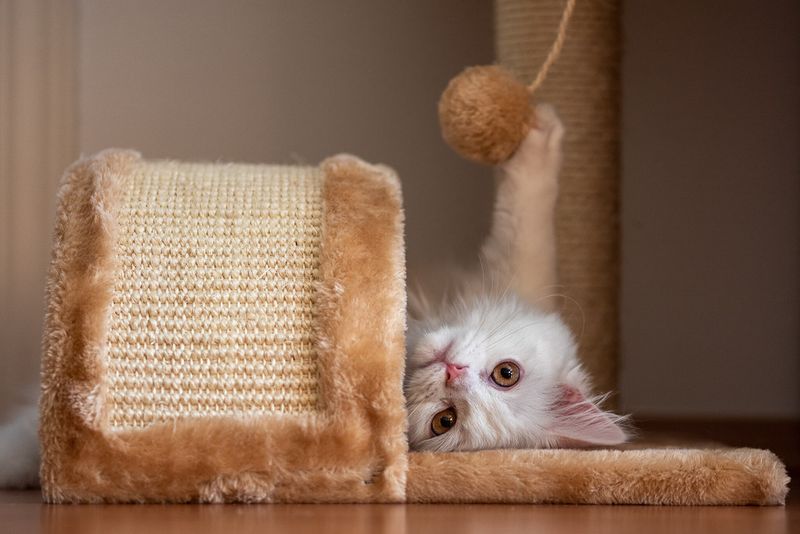 Playful Behavior