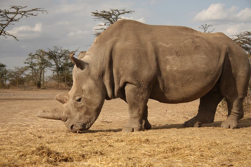 Northern White Rhinoceros