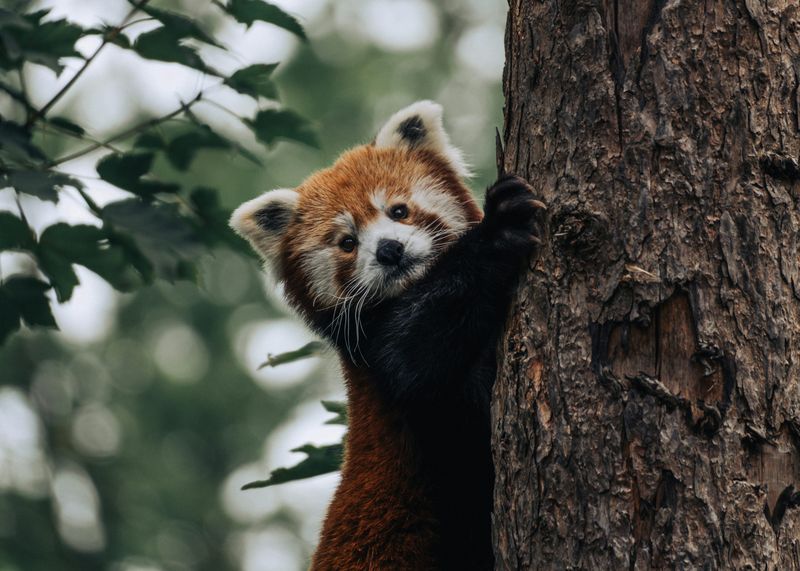 Red Panda