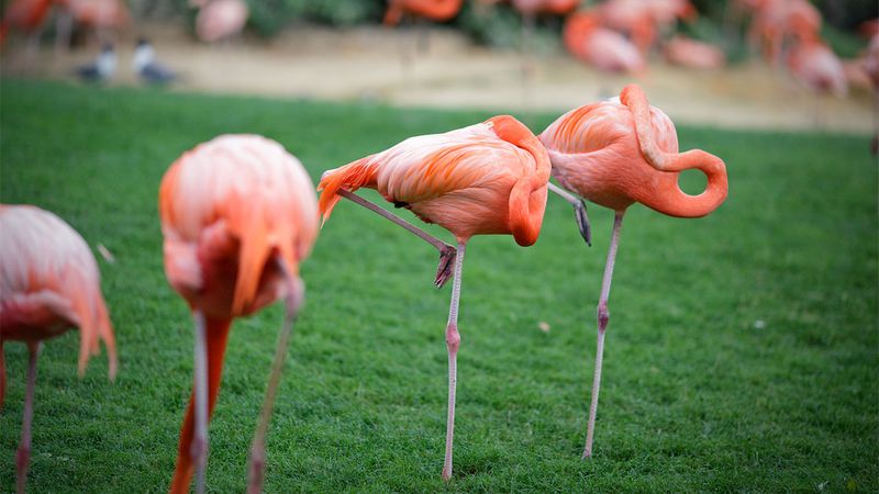 Flamingo