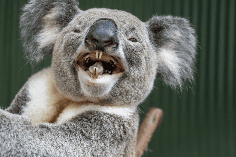 Koala