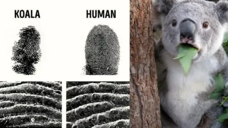 Koalas Have Fingerprints? 5 Wild Facts That’ll Blow Your Mind