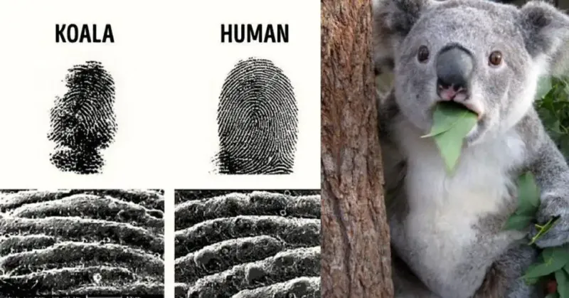 Human-like Fingerprints