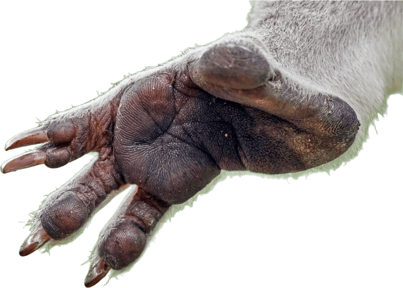 Scientific Studies on Koala Fingerprints