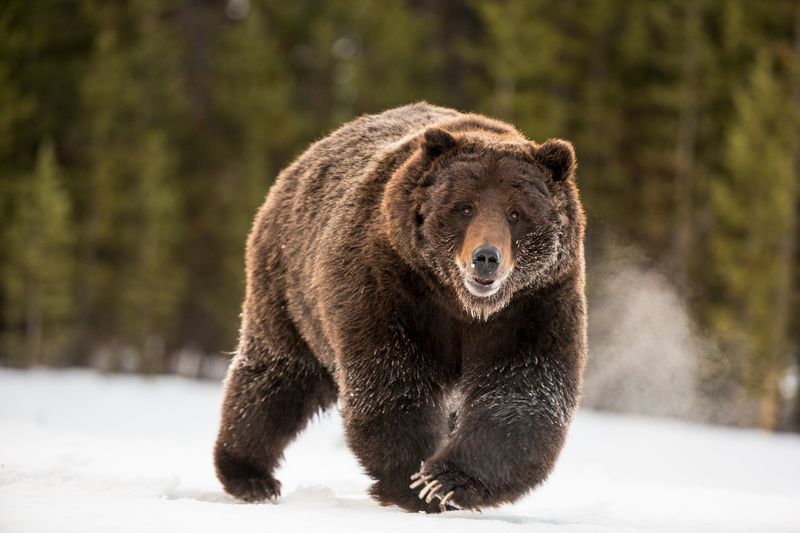 Grizzly Bear, Yellowstone
