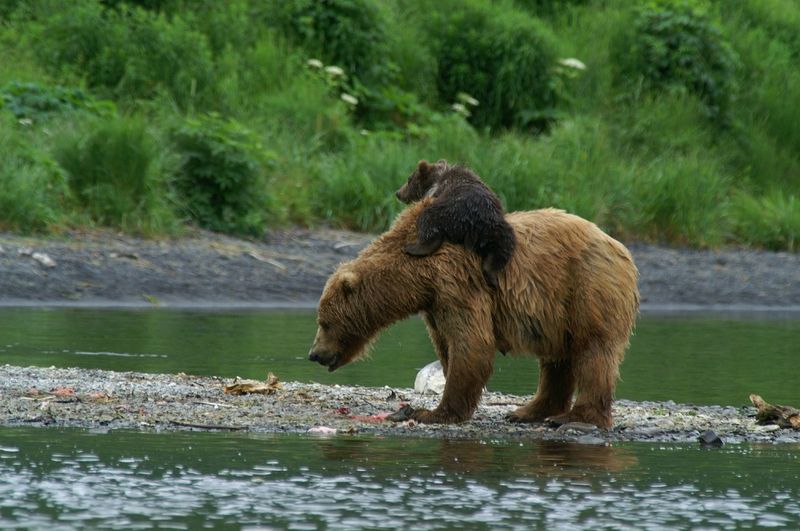 Kodiak Bear