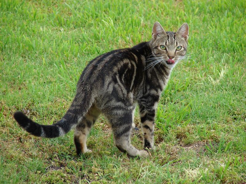 Domestic Cats