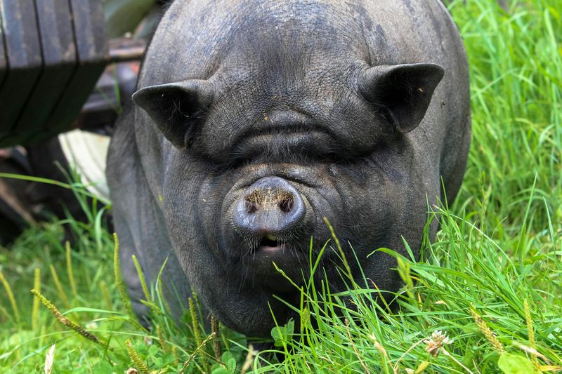Vietnamese Pot-bellied Pig
