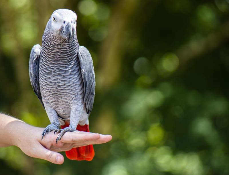 African Grey Parrot