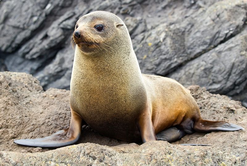 New Zealand Fur Seal