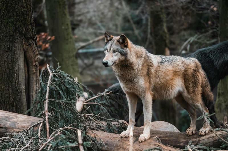 Grey Wolf