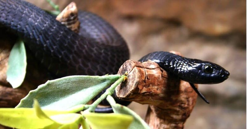 Black Mamba