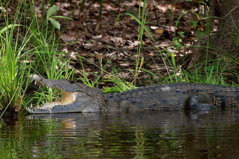 Crocodile