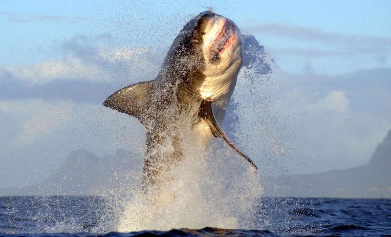 Great White Shark