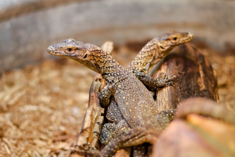 Komodo Dragon