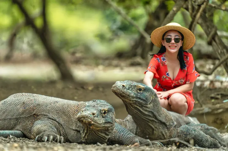 Komodo Dragon