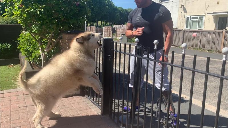 Alaskan Malamute