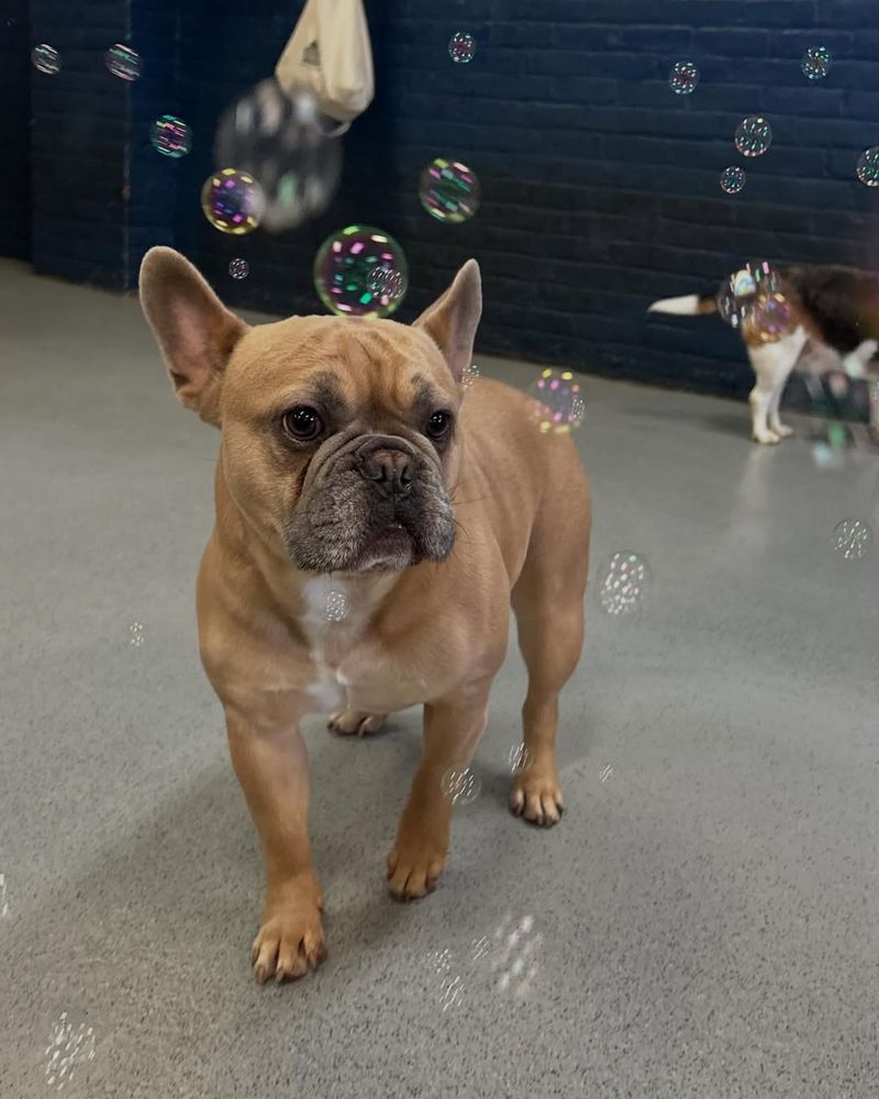 Bubbles Play