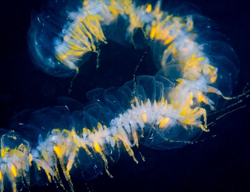 Siphonophore