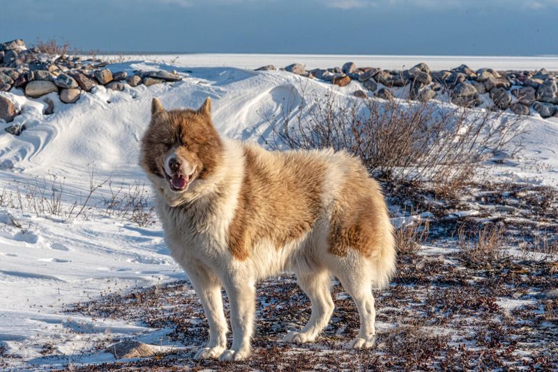 Canadian Eskimo Dog