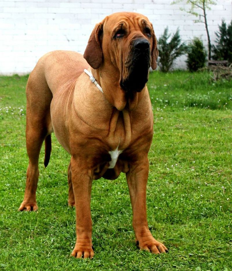 Fila Brasileiro
