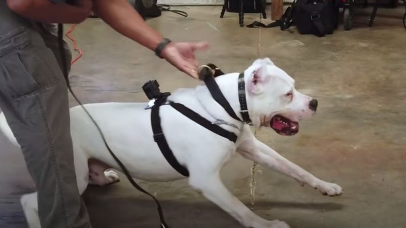 Dogo Argentino