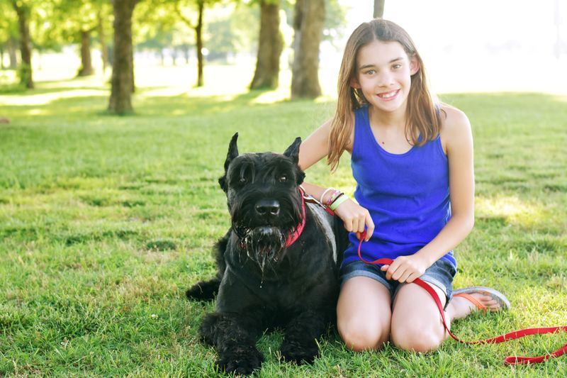 Giant Schnauzer