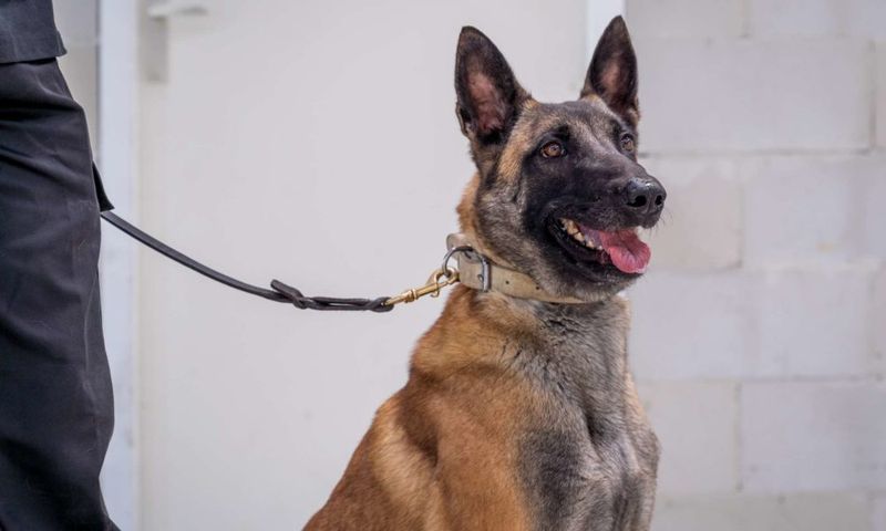 Belgian Malinois
