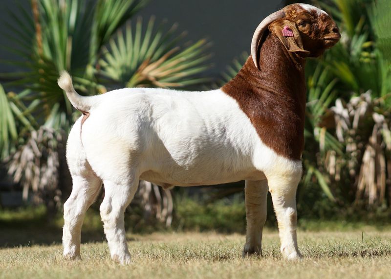 Boer Goat