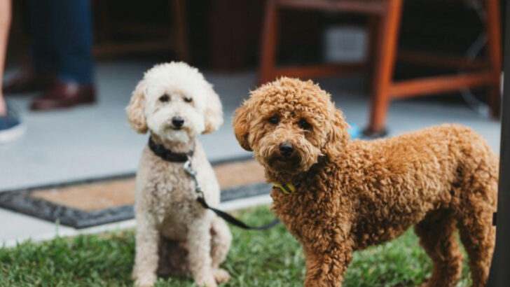Labradoodle or Goldendoodle? 11 Traits That Set Them Apart