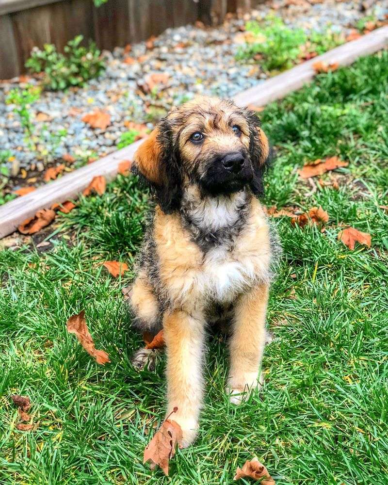 Mastidoodle