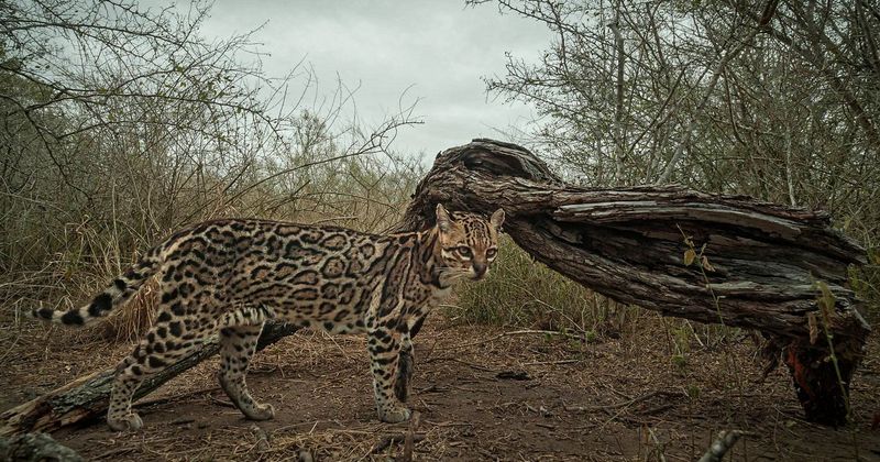 Ocelot