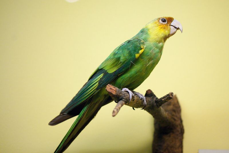 Carolina Parakeet