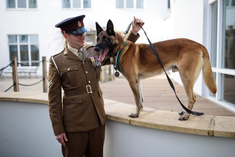 Belgian Malinois