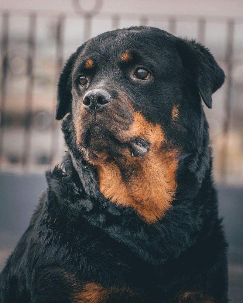 Rottweiler