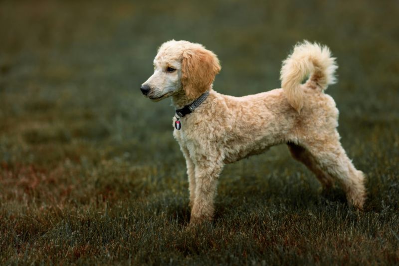 Poodle