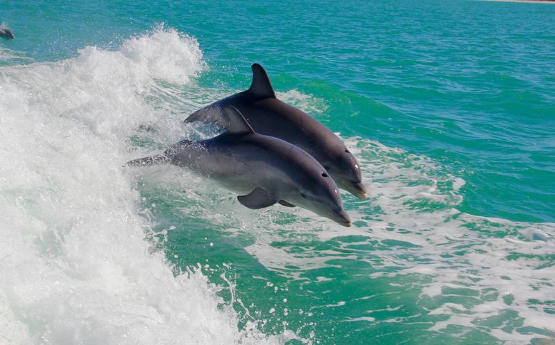 Dolphin