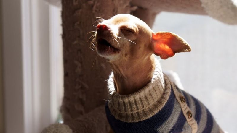Chihuahua