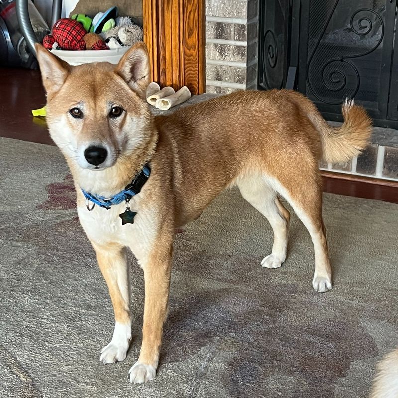 Shiba Inu