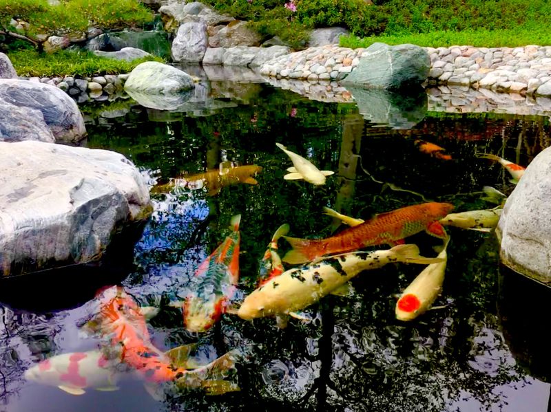 Koi Fish