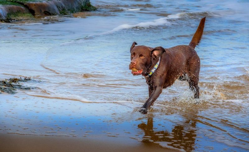 Labrador Retriever