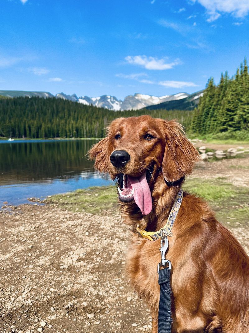 Irish Setter