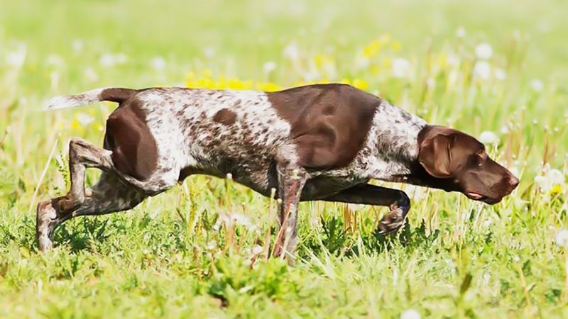 German Shorthaired Pointer