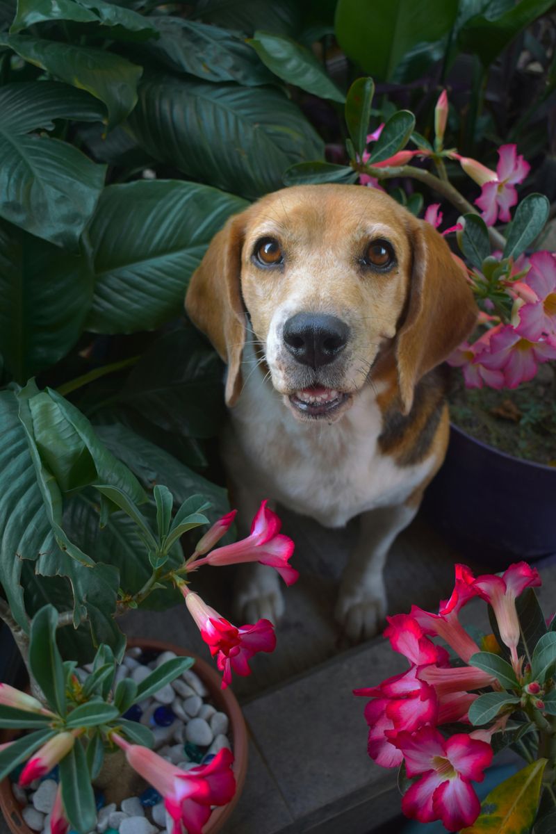Beagle
