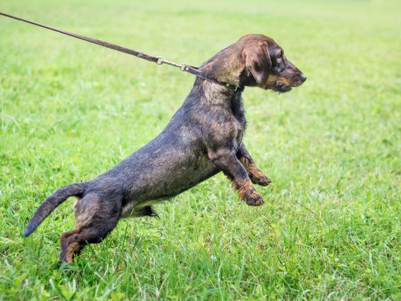 Dachshund