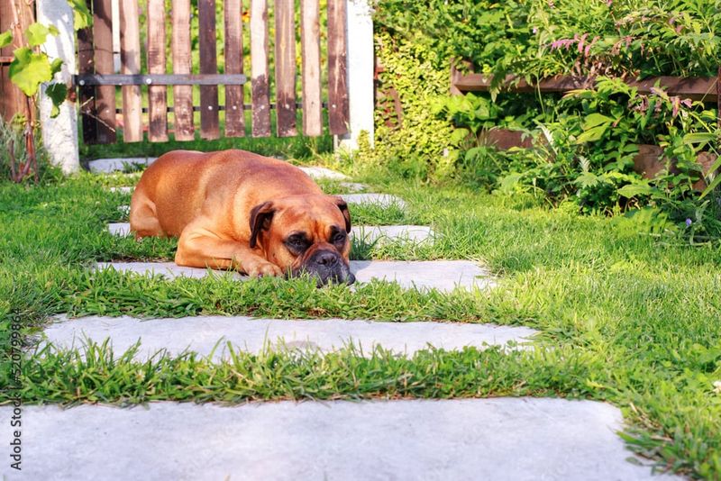 Boxer