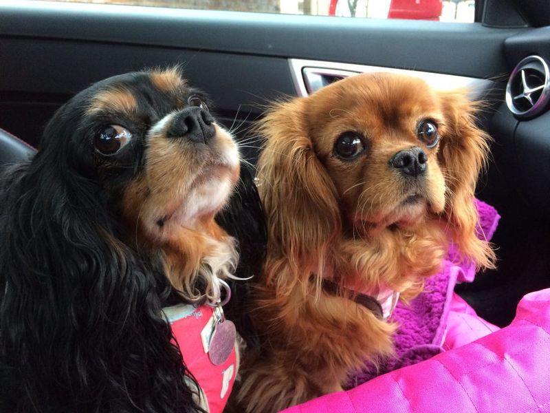 Cavalier King Charles Spaniel