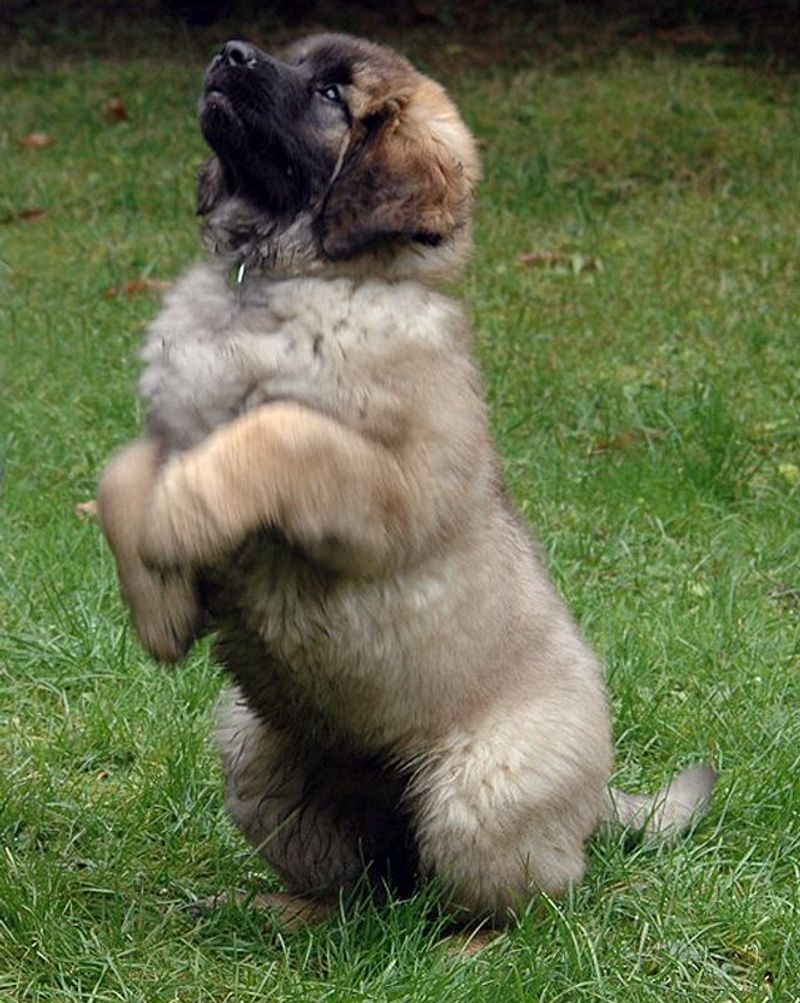 Leonberger